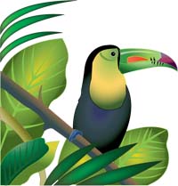 Amazon Rainforest
